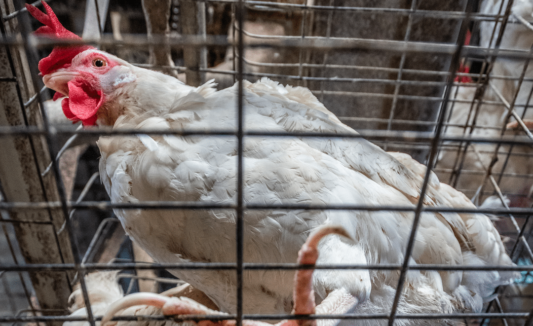 End the Cage Age: a call to phase out the use of cages in farming
