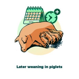 5. weaning piglets