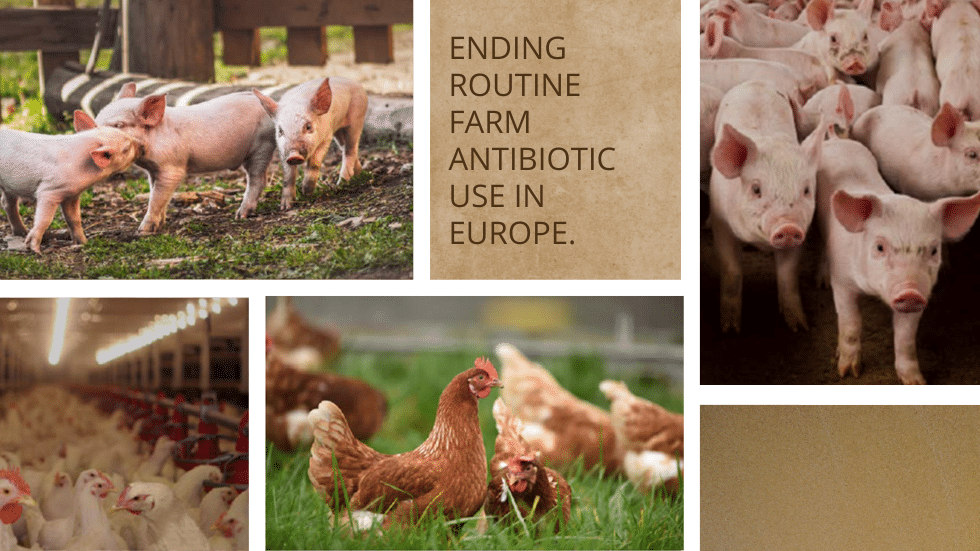 Report I Ending routine farm antibiotic use in Europe through improving animal health and welfare