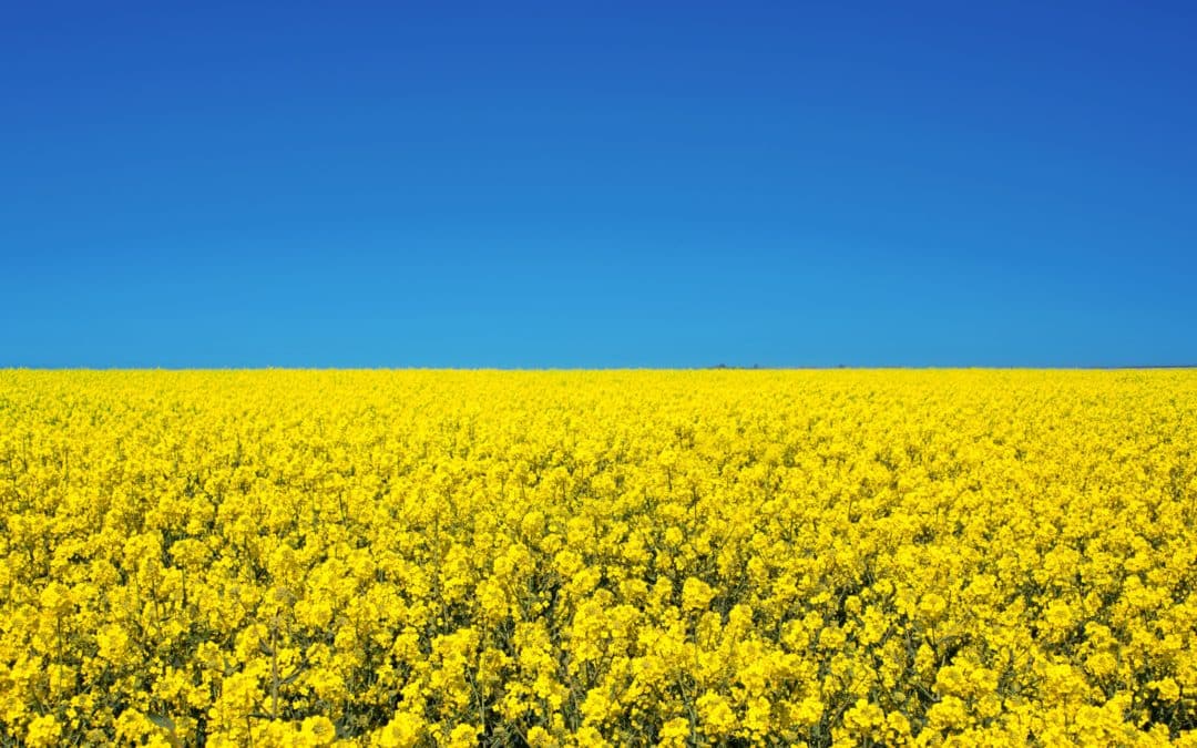 field,of,colza,rapeseed,yellow,flowers,and,blue,sky,,ukrainian