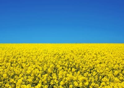 field,of,colza,rapeseed,yellow,flowers,and,blue,sky,,ukrainian