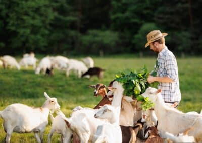 male,farmer,feeding,goats,with,fresh,green,grass,on,ecological