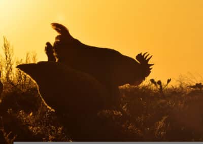 silhouettes,of,a,rooster,and,hens,against,the,sunset.,copy